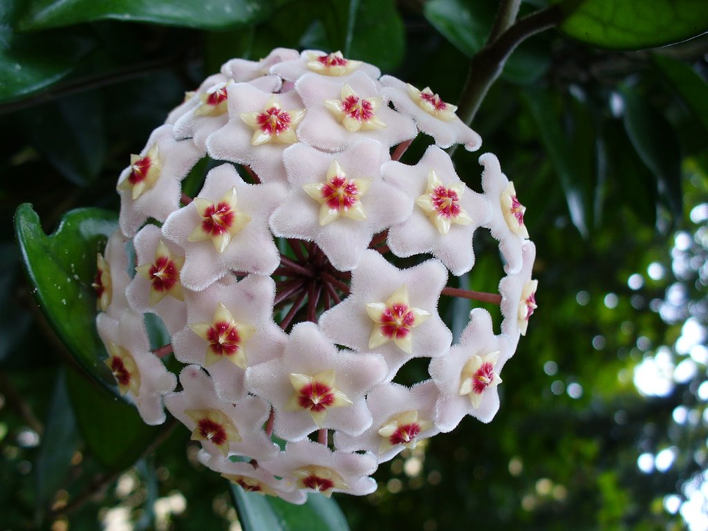 Hoya carnosa o Flor de cera plantas con flor