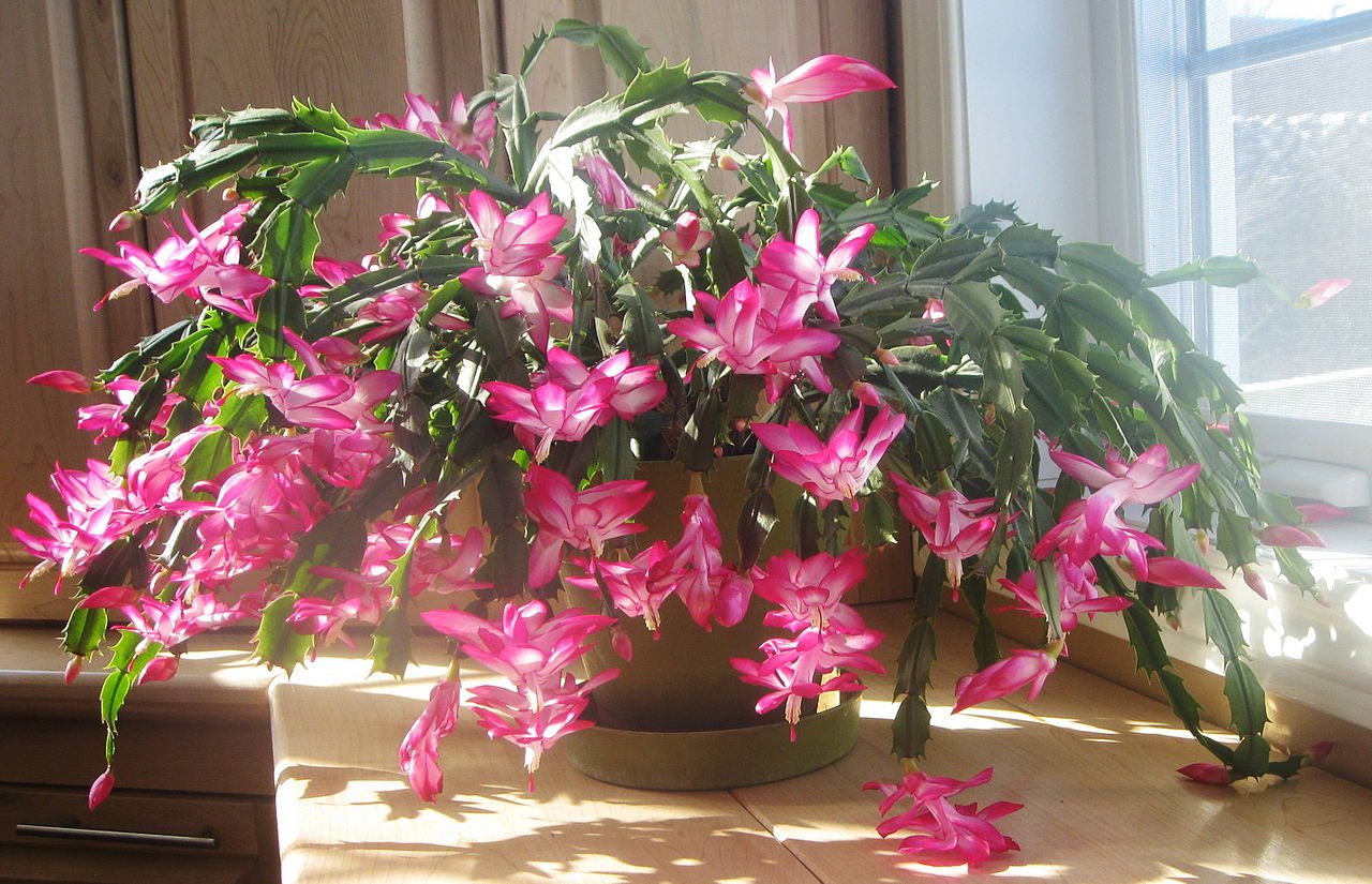 Schlumbergera o cactus de Navidad