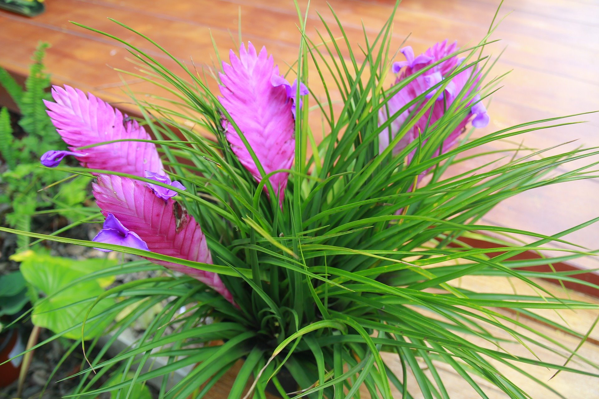 Tillandsia planta flores