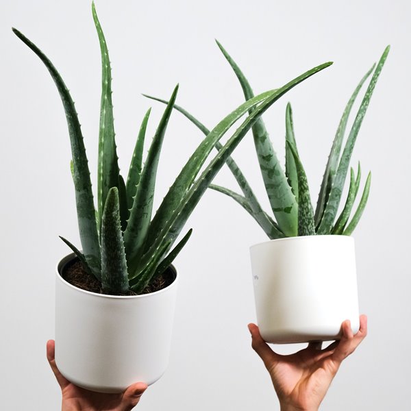 Cómo cultivar aloe vera en casa y aprovechar sus propiedades
