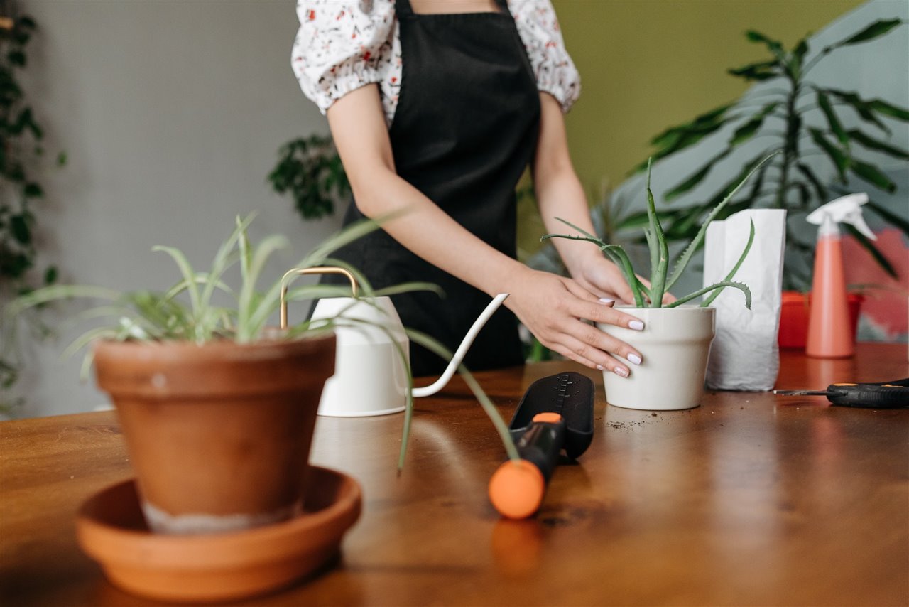Las macetas de barro o terracota son perfectas para plantar aloe vera porque permiten un fácil y rápido drenaje.