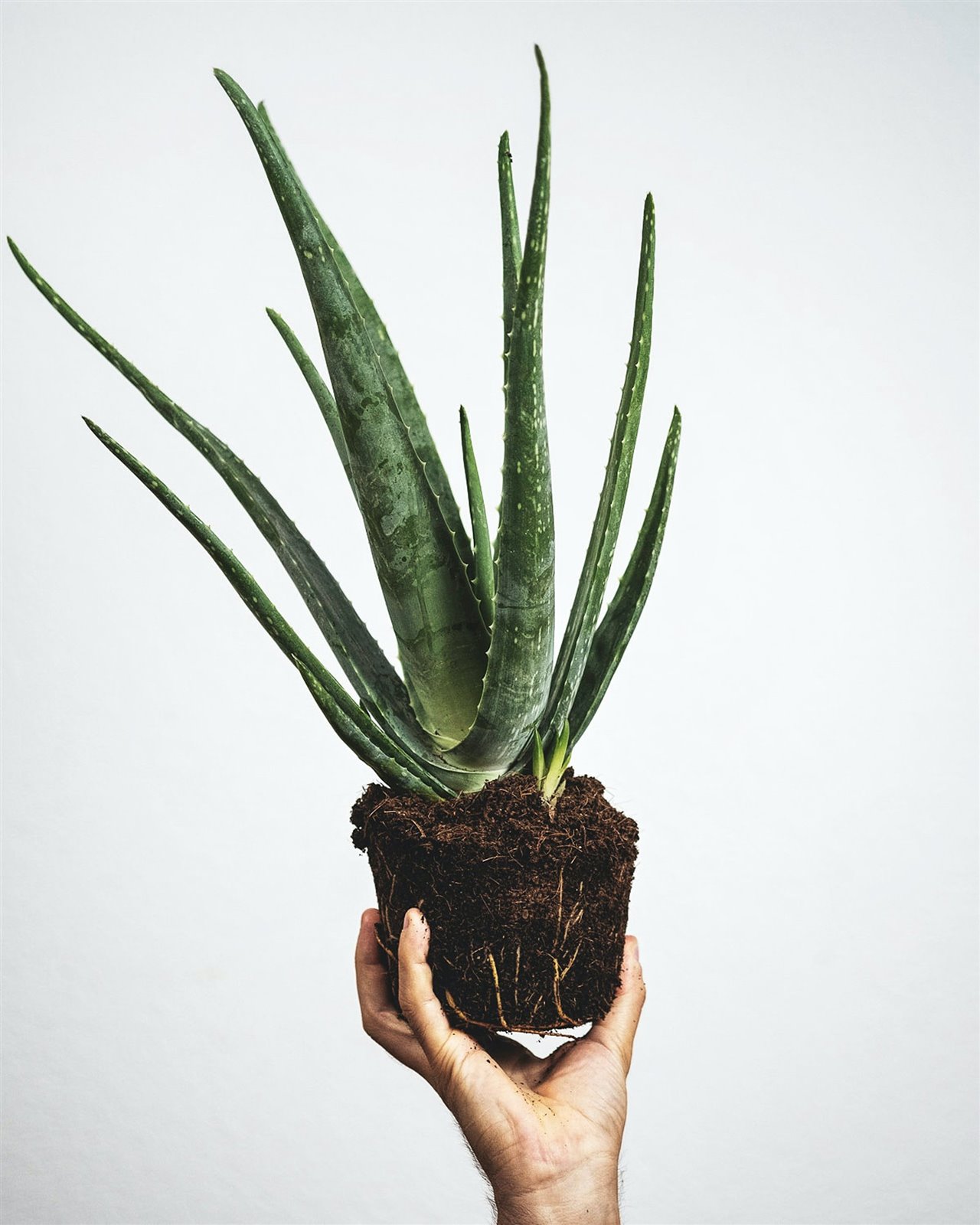 Una vez plantado el aloe se aconseja empezar a regarlo pasadas dos semanas.