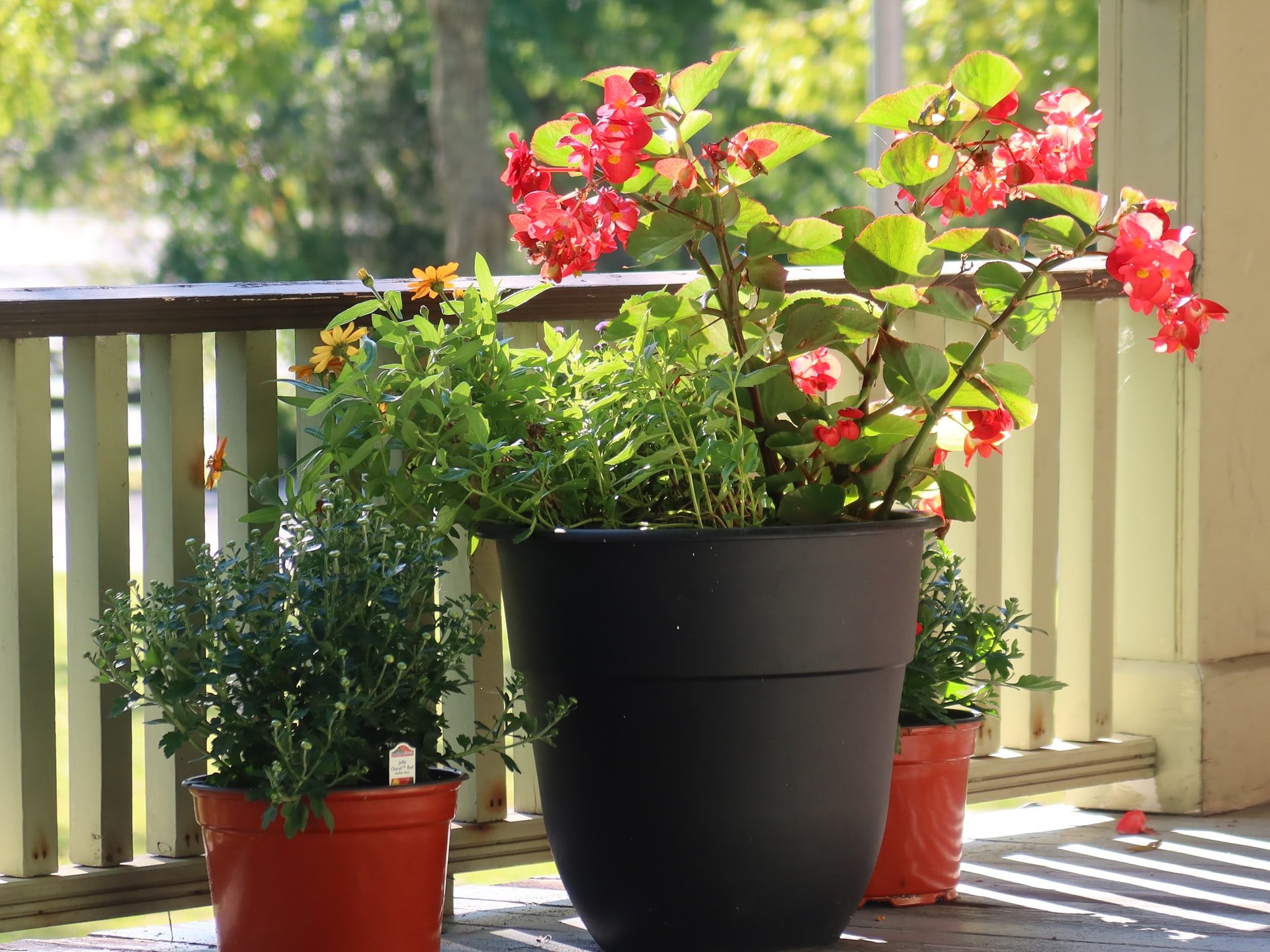 Begonias