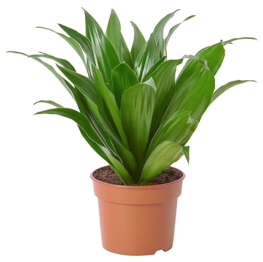 DRACAENA FRAGNANS