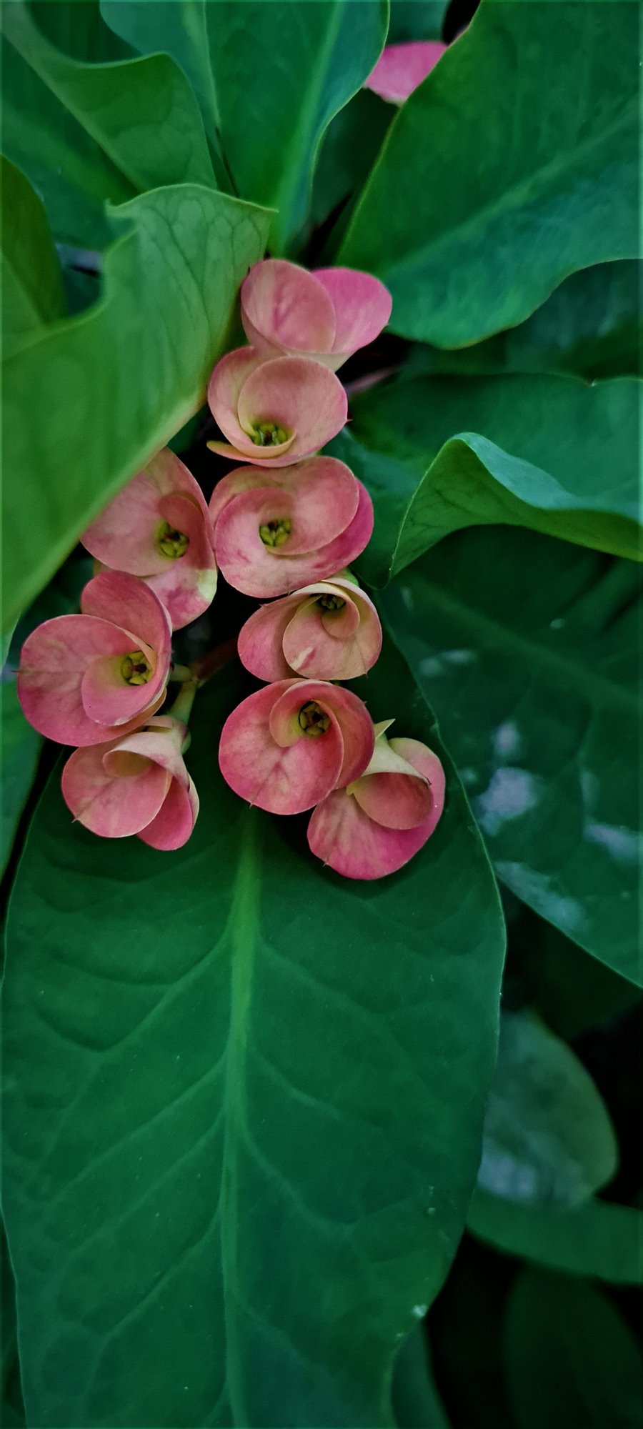 EUPHORBIA MILII