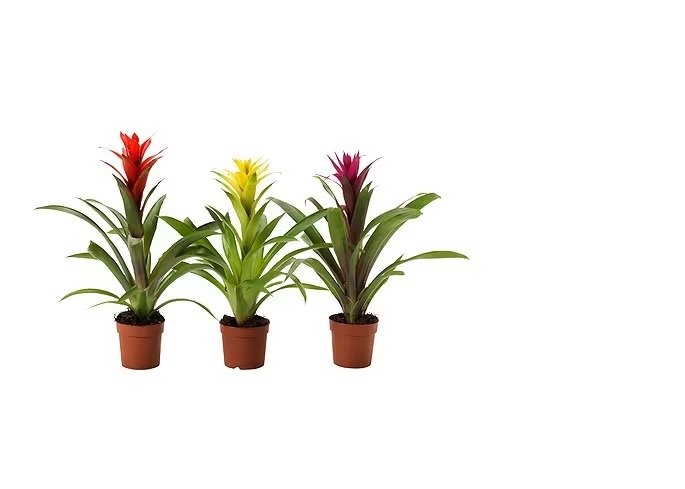 Guzmania