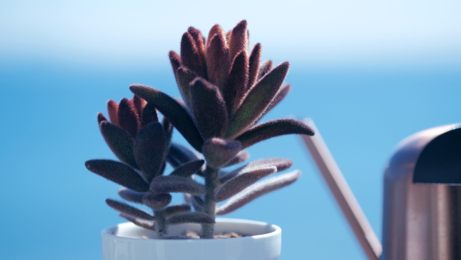 Kalanchoe