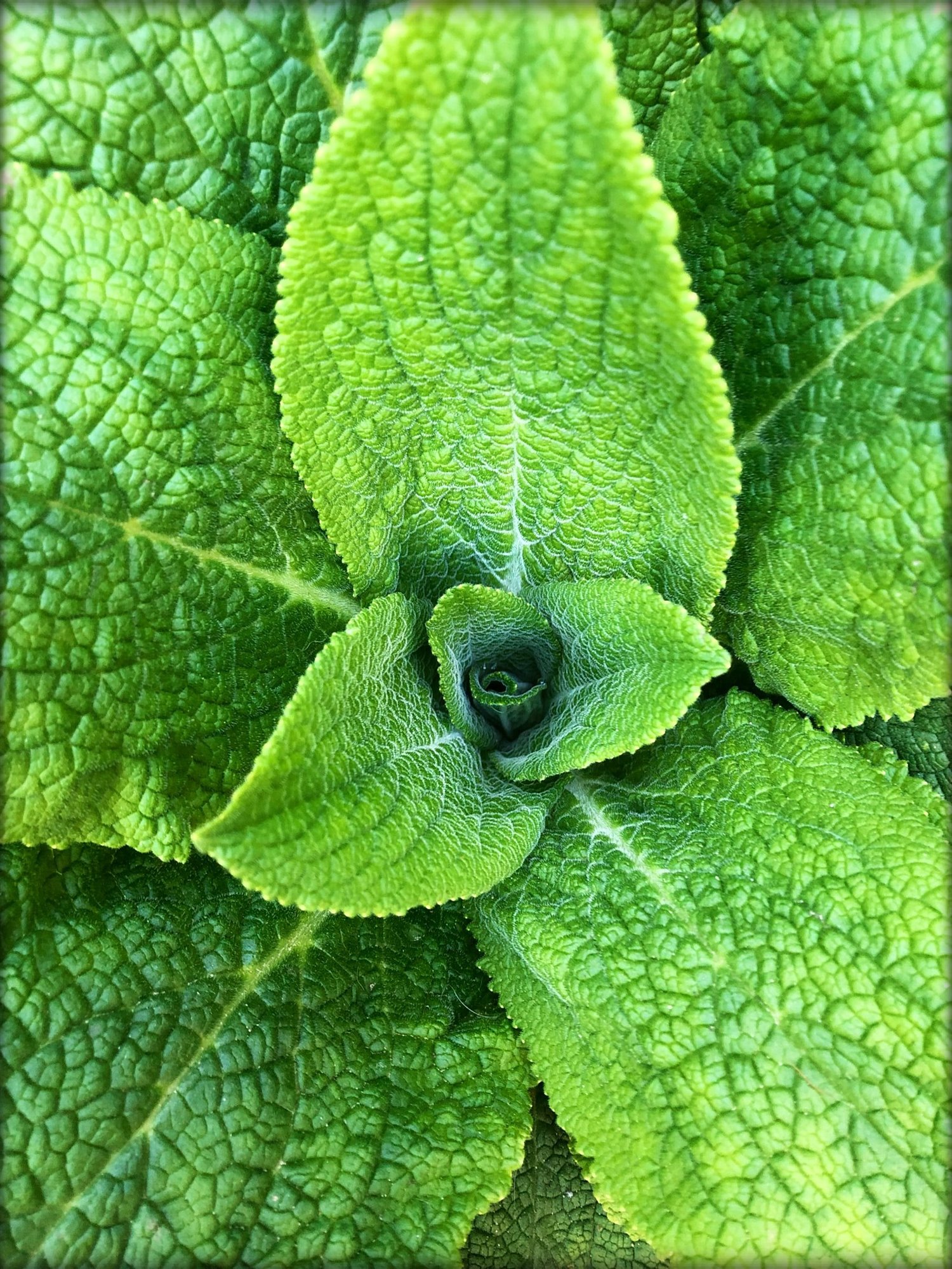 menta
