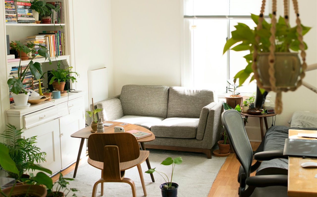 25 plantas de interior con las que decorar tu casa (y que requieren pocos  cuidados)