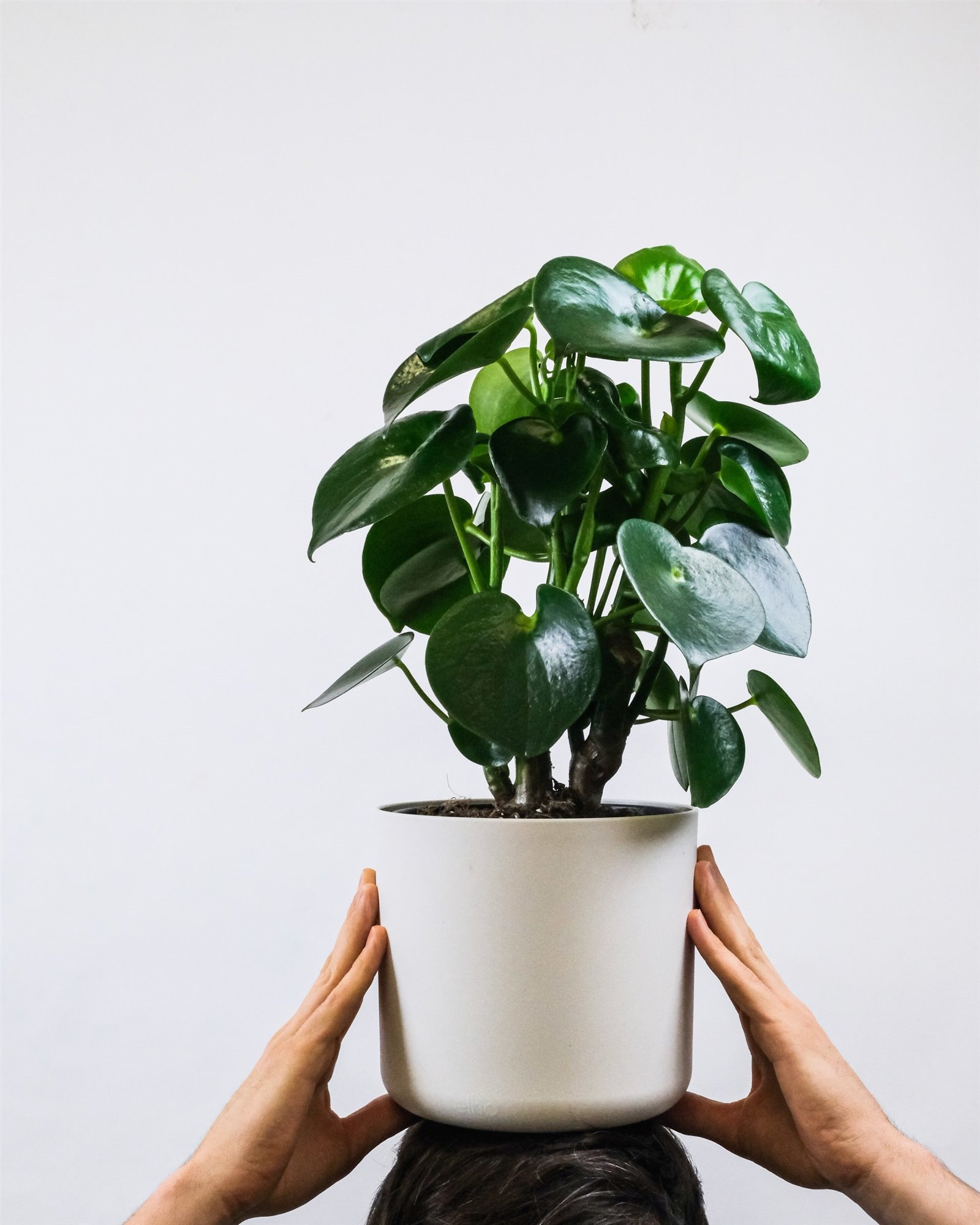 PEPEROMIA