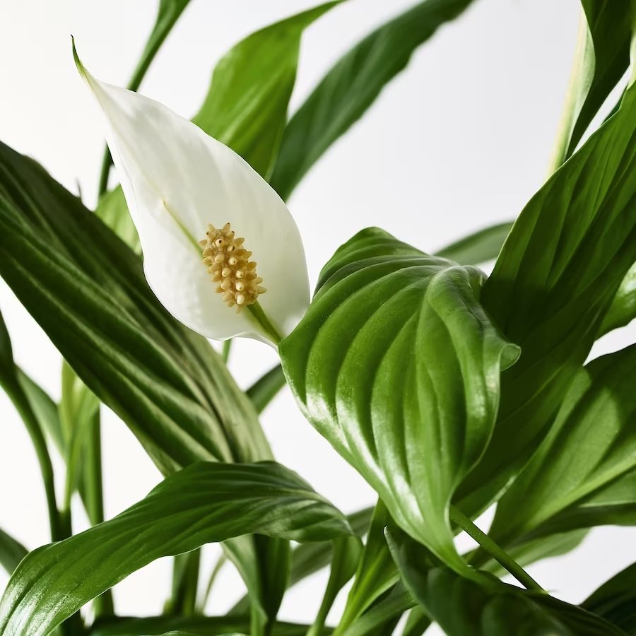 SPATHIPHYLLUM