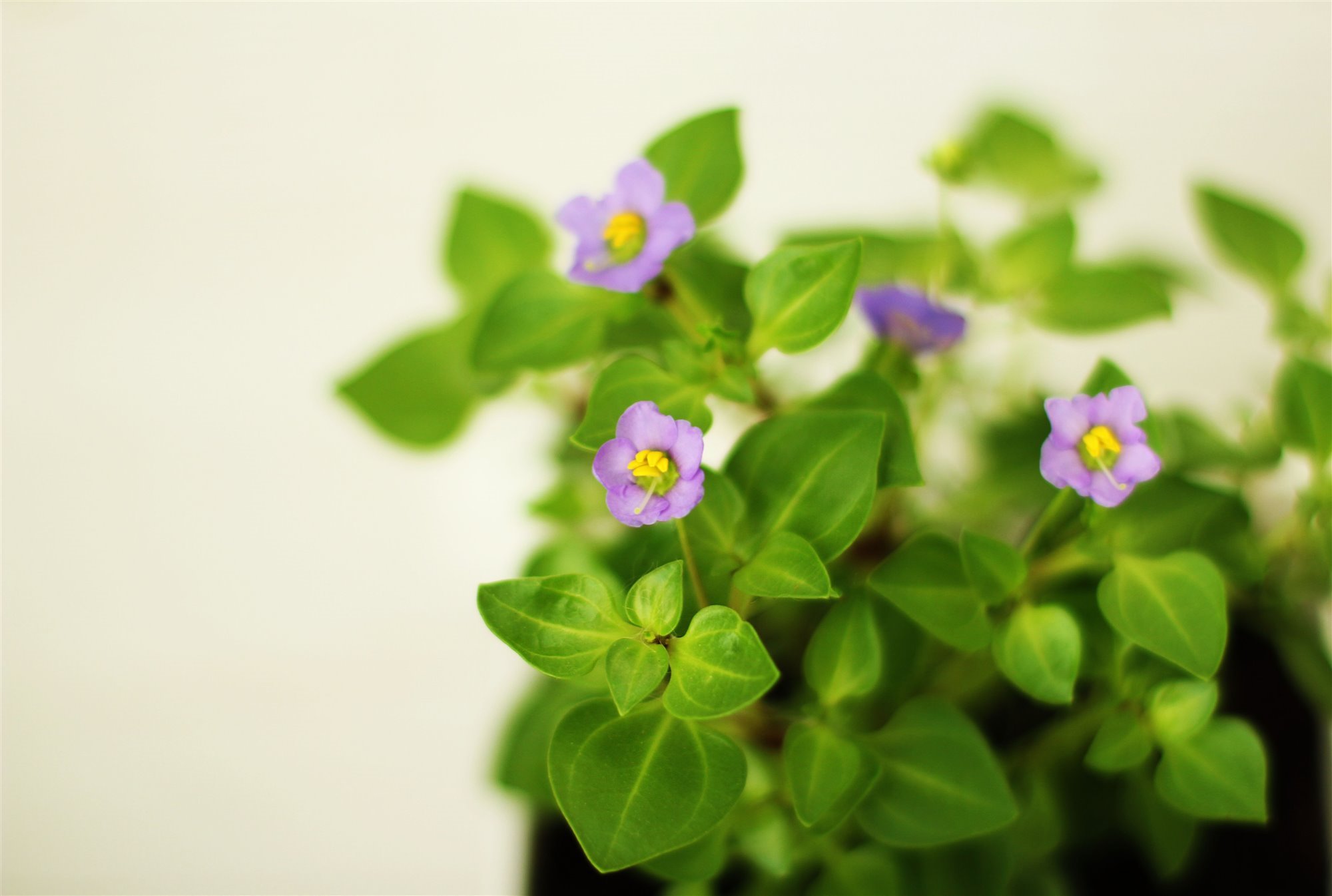 violeta africana
