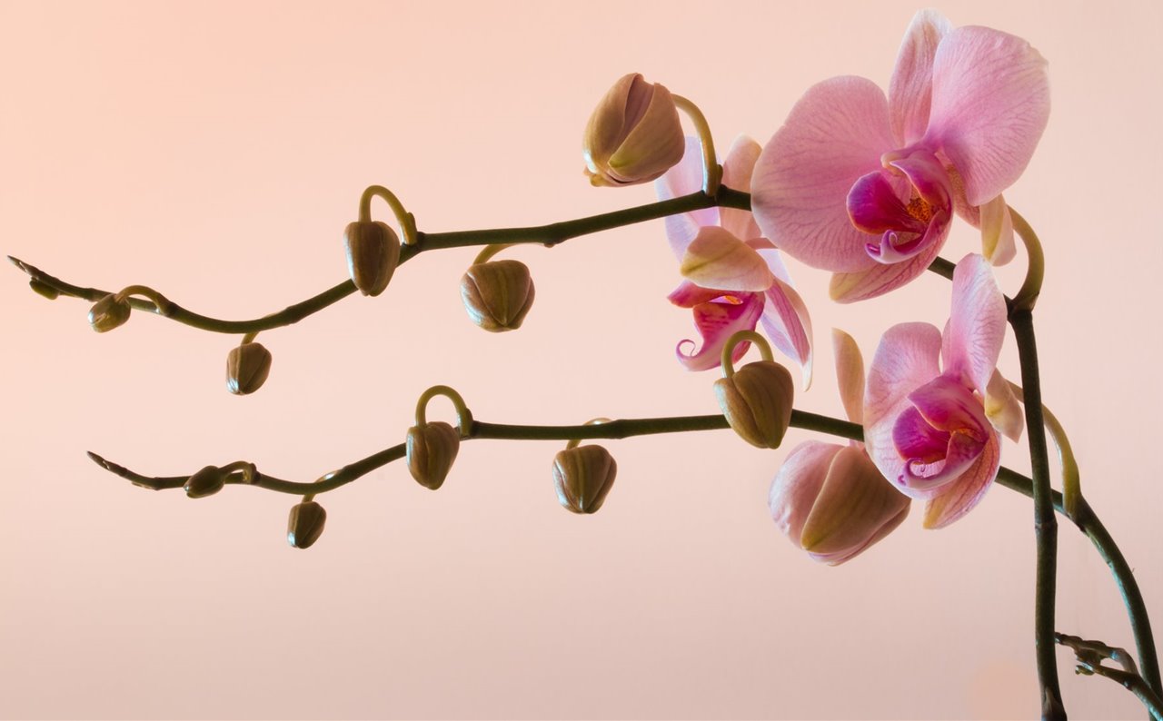 Cómo cuidar una orquídea que vuelva a florecer