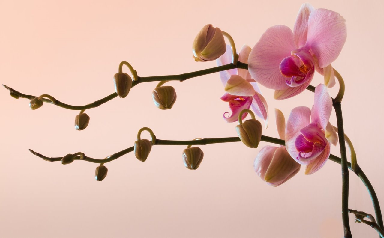 Casco Descongelar, descongelar, descongelar heladas encanto Cómo cuidar una orquídea para que vuelva a florecer