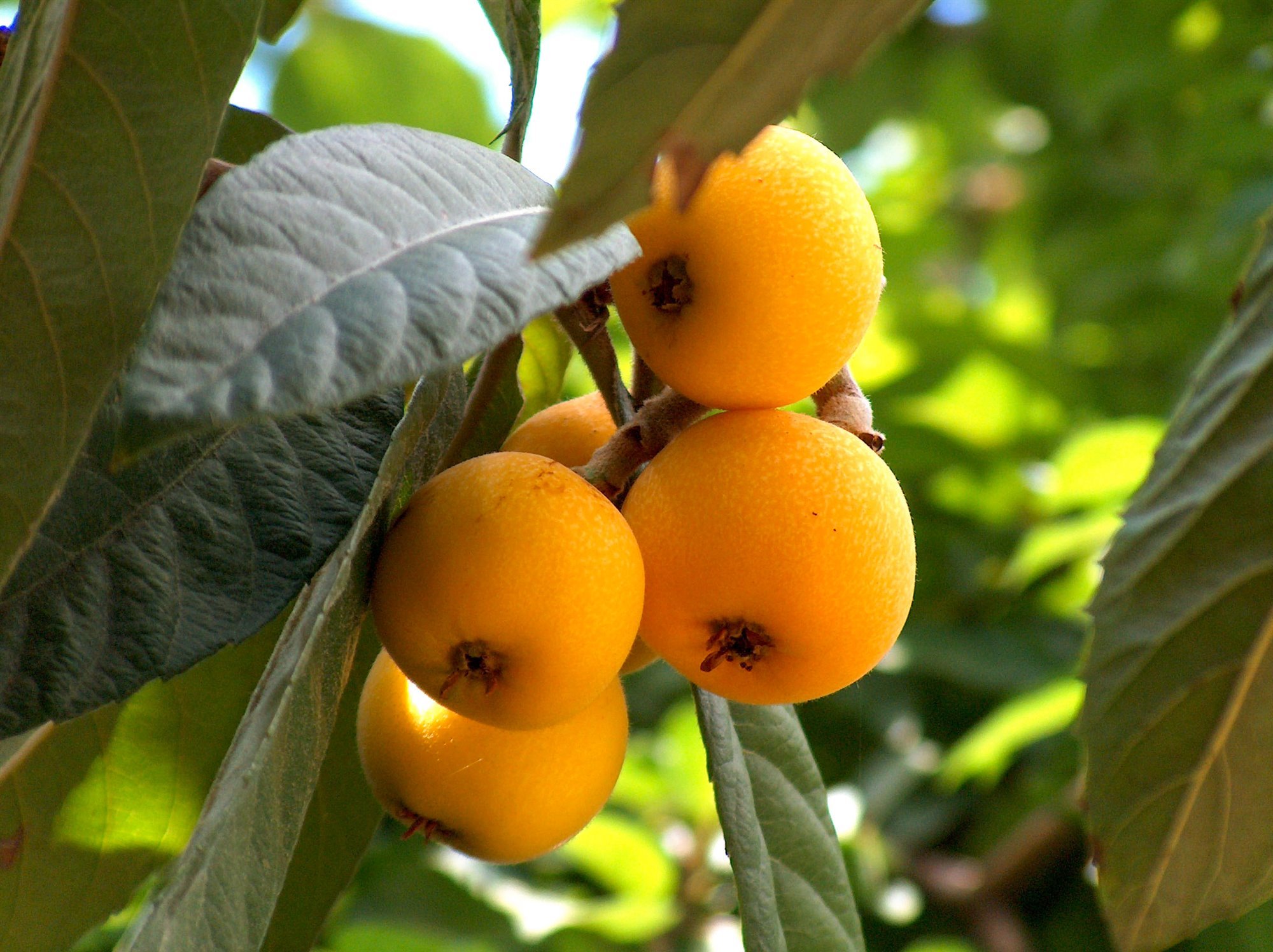 árbol con fruta de níspero