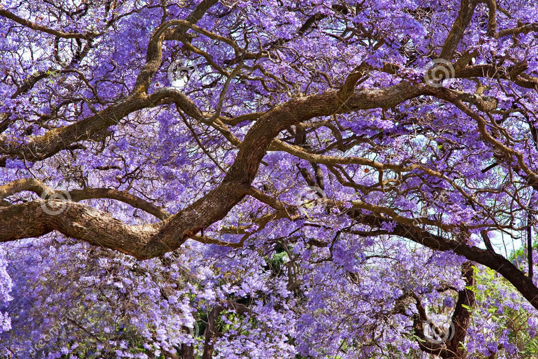 árbol jacaranda