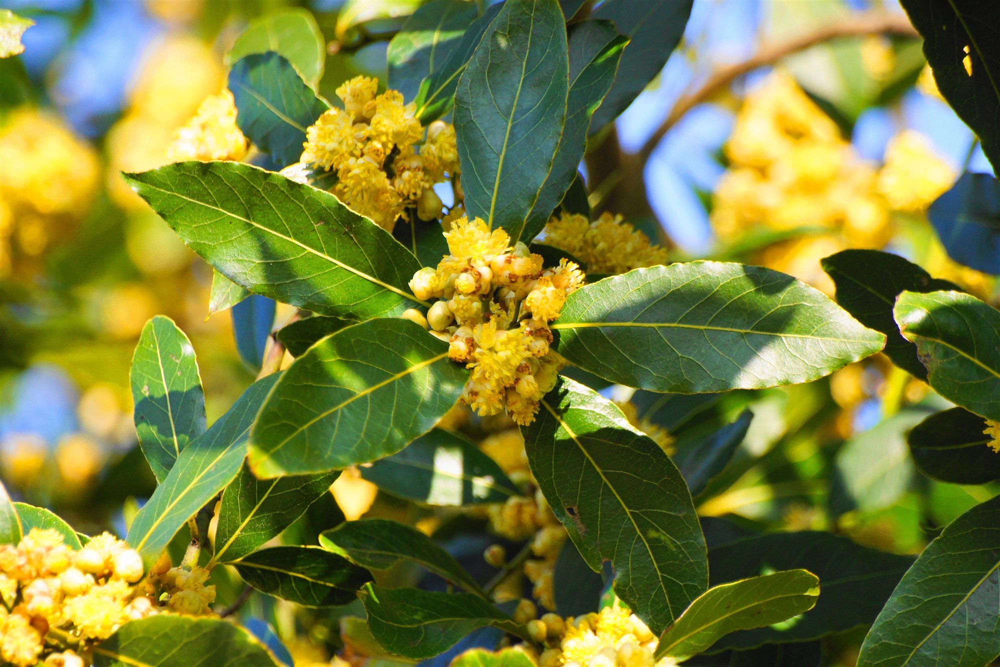 flor amarillo hojas de laurel