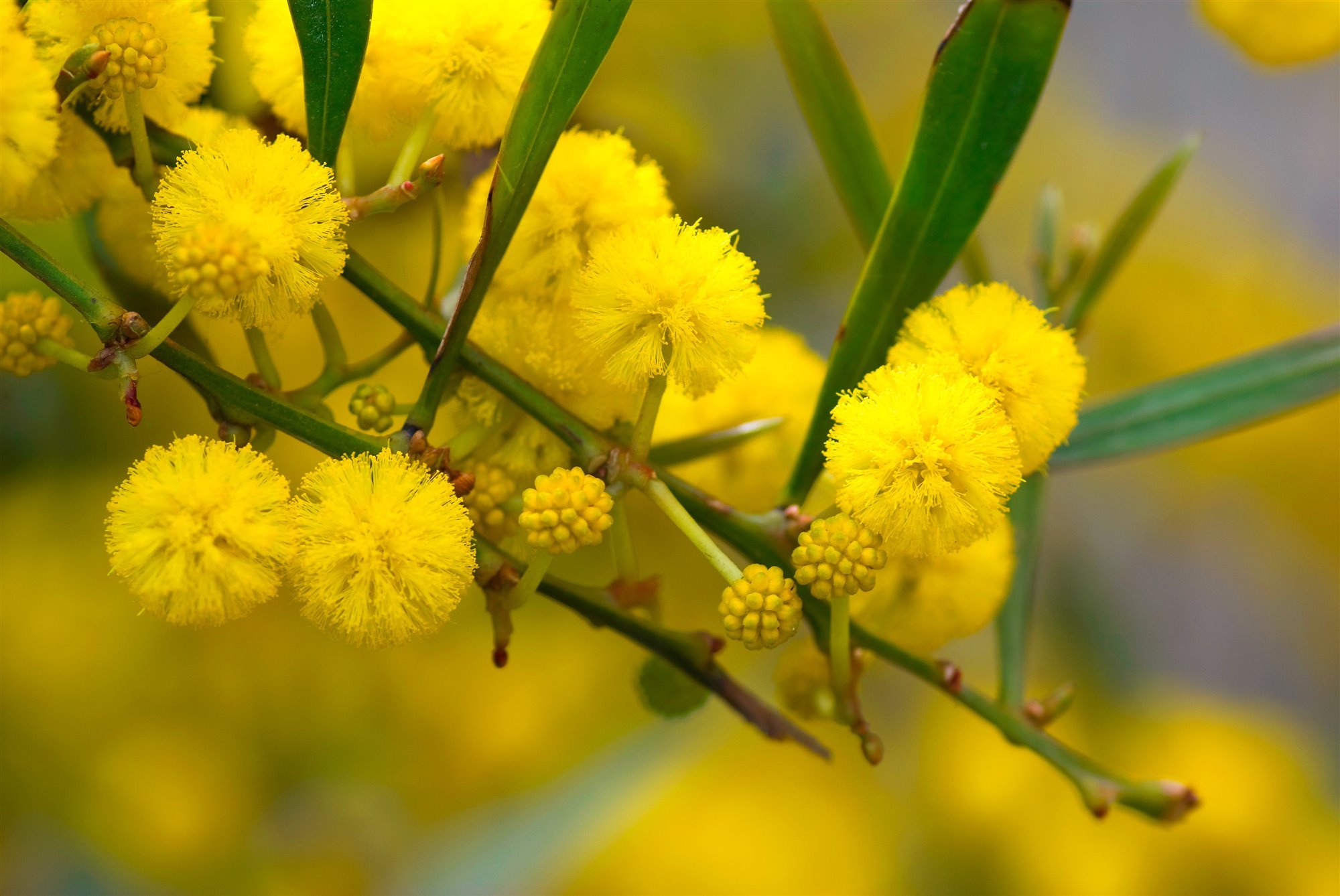 flores amarillas mimosa