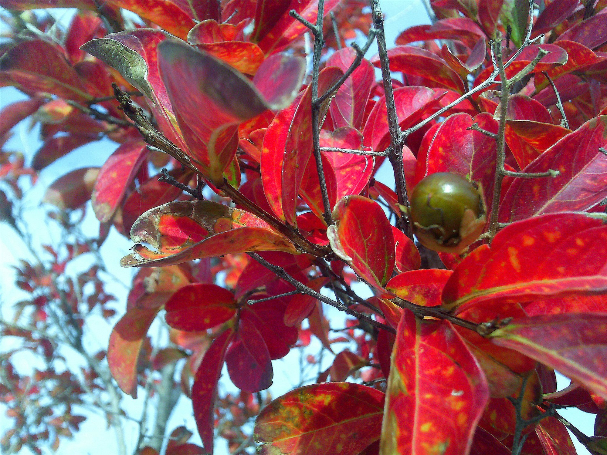 hojas rojas lagerstroemia