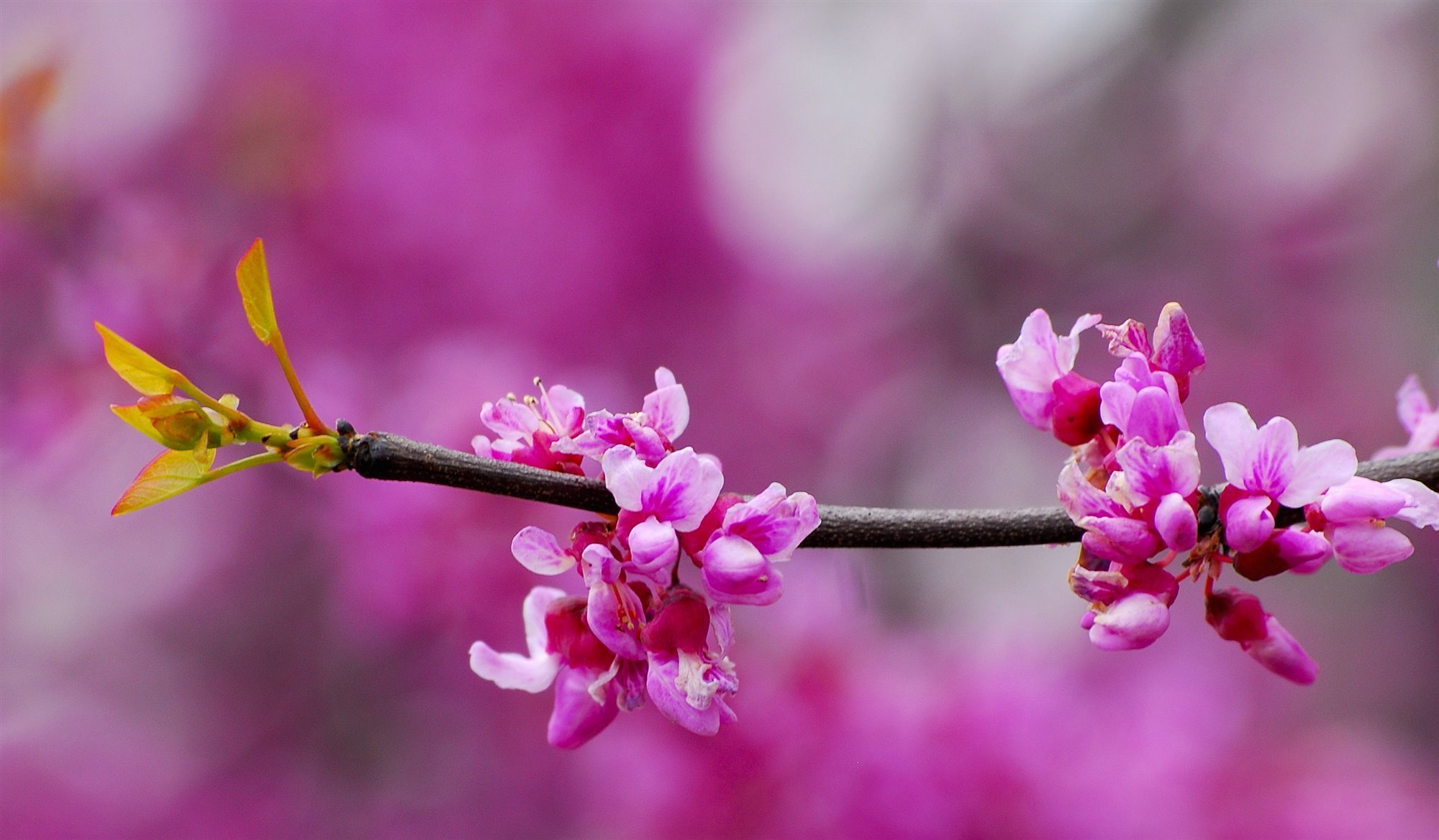 rama con flores rosas cercis siliquastrum
