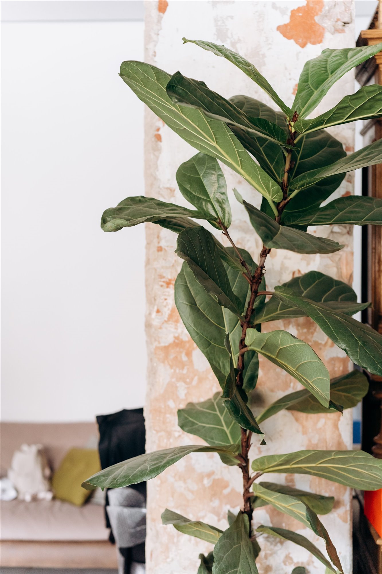 Ficus