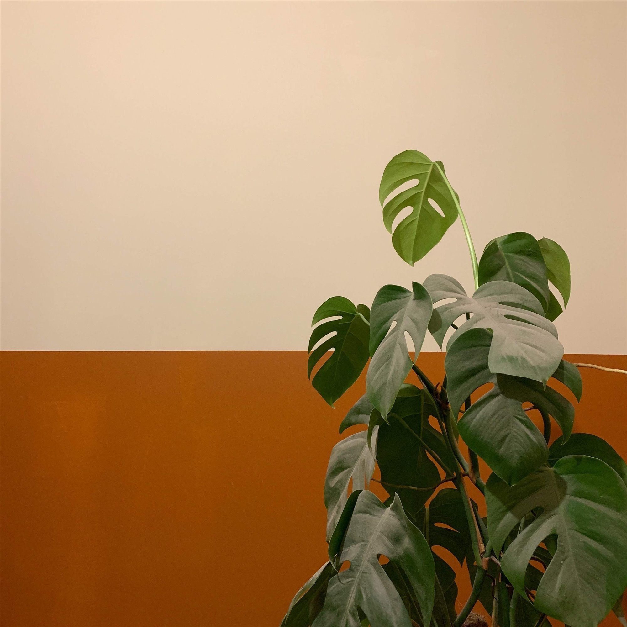Monstera