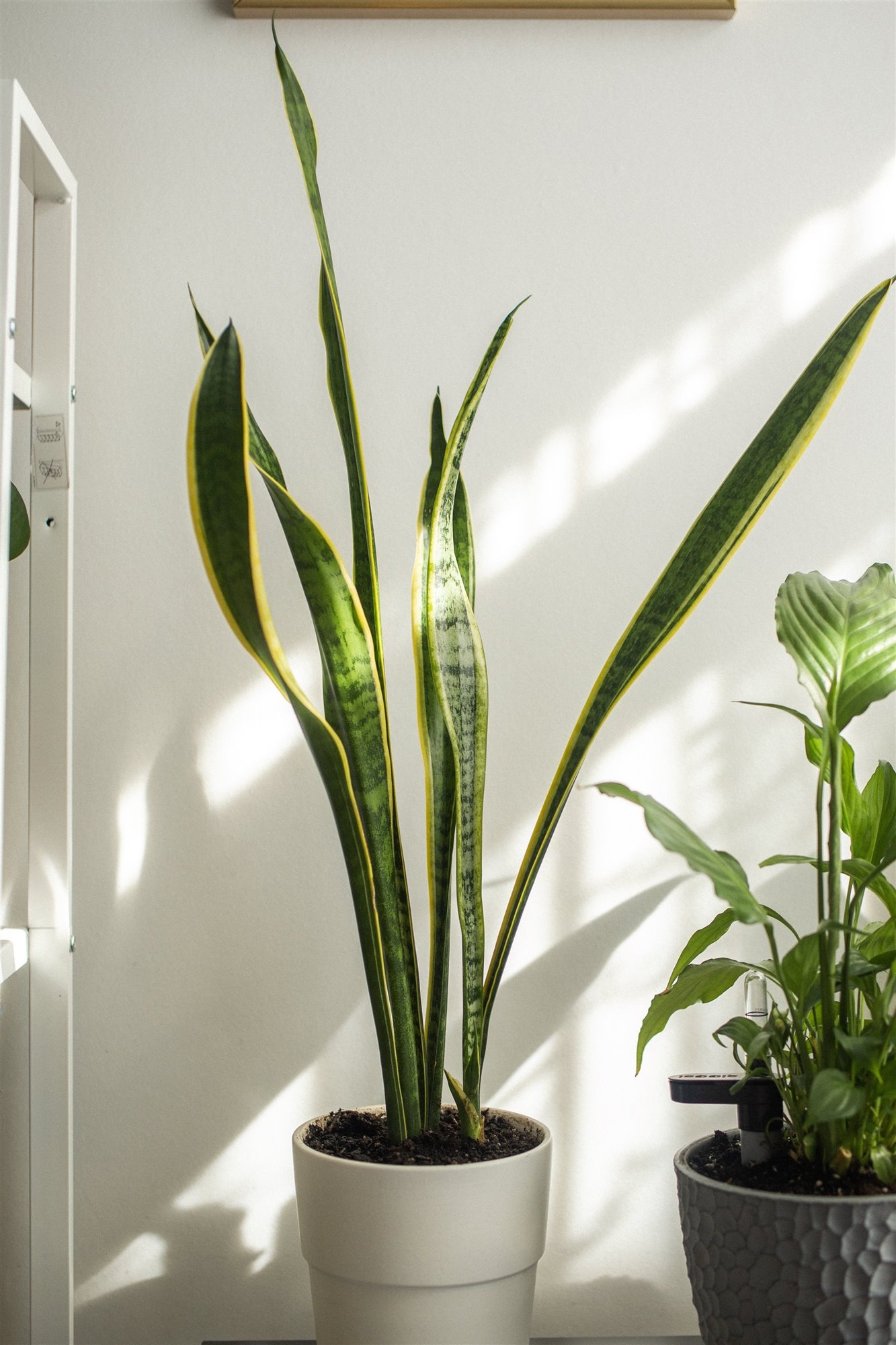 sanseviera. Sansevieria 