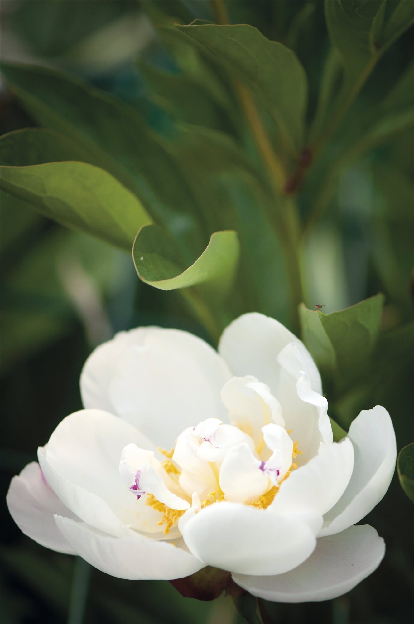 flor blanca peonía china