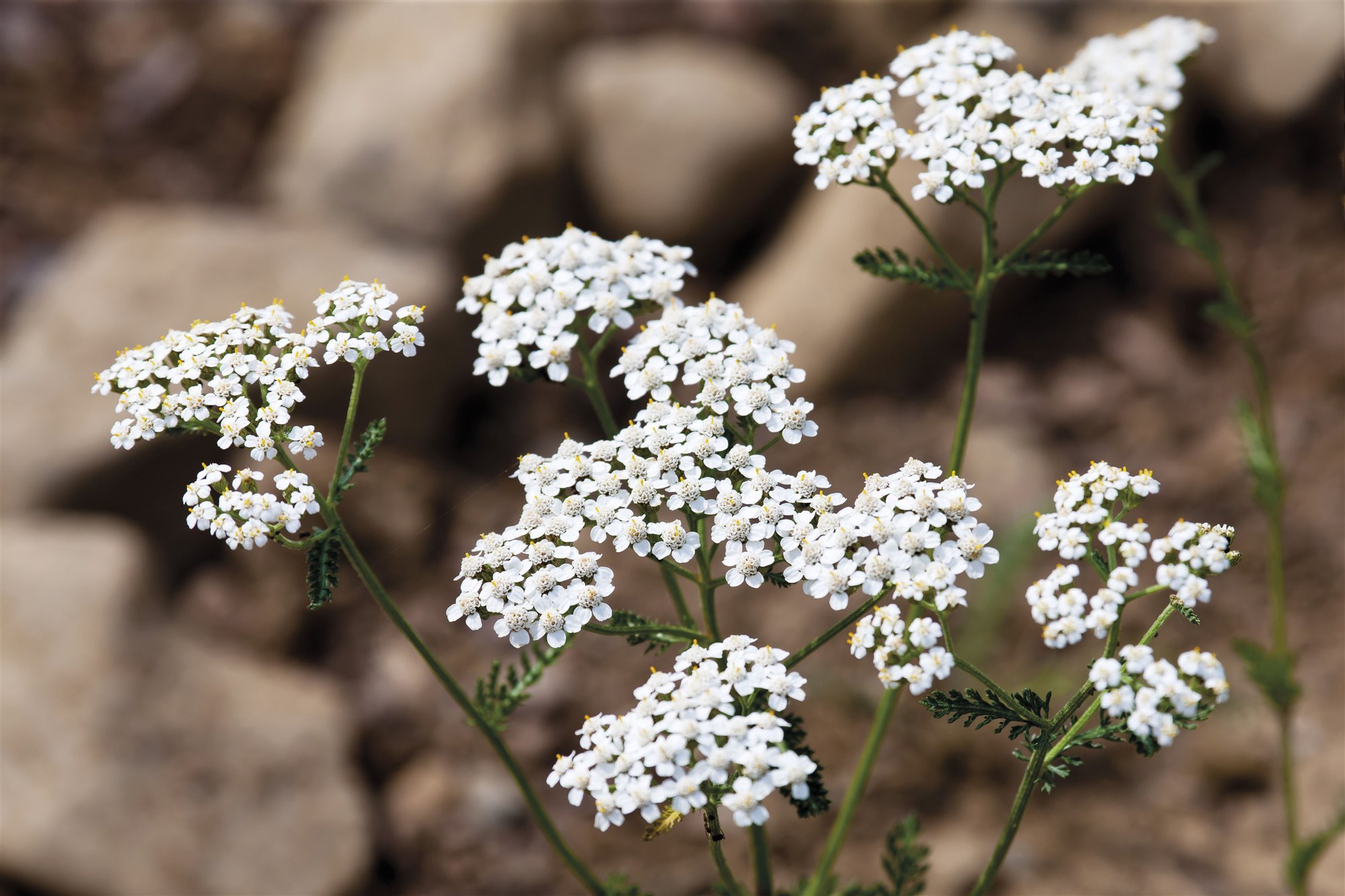 flor blanca ramillete milenrama
