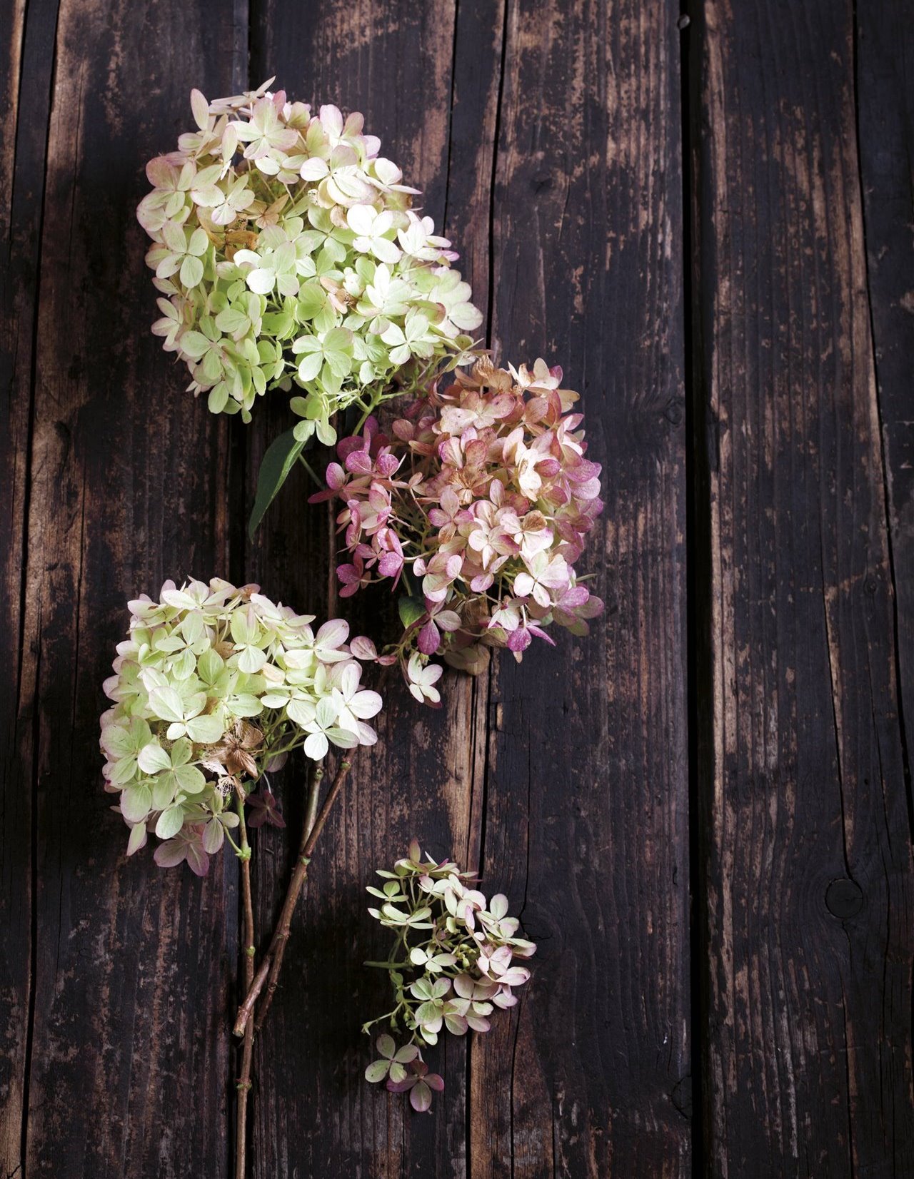 Cómo cuidar tus hortensias y potenciar su color