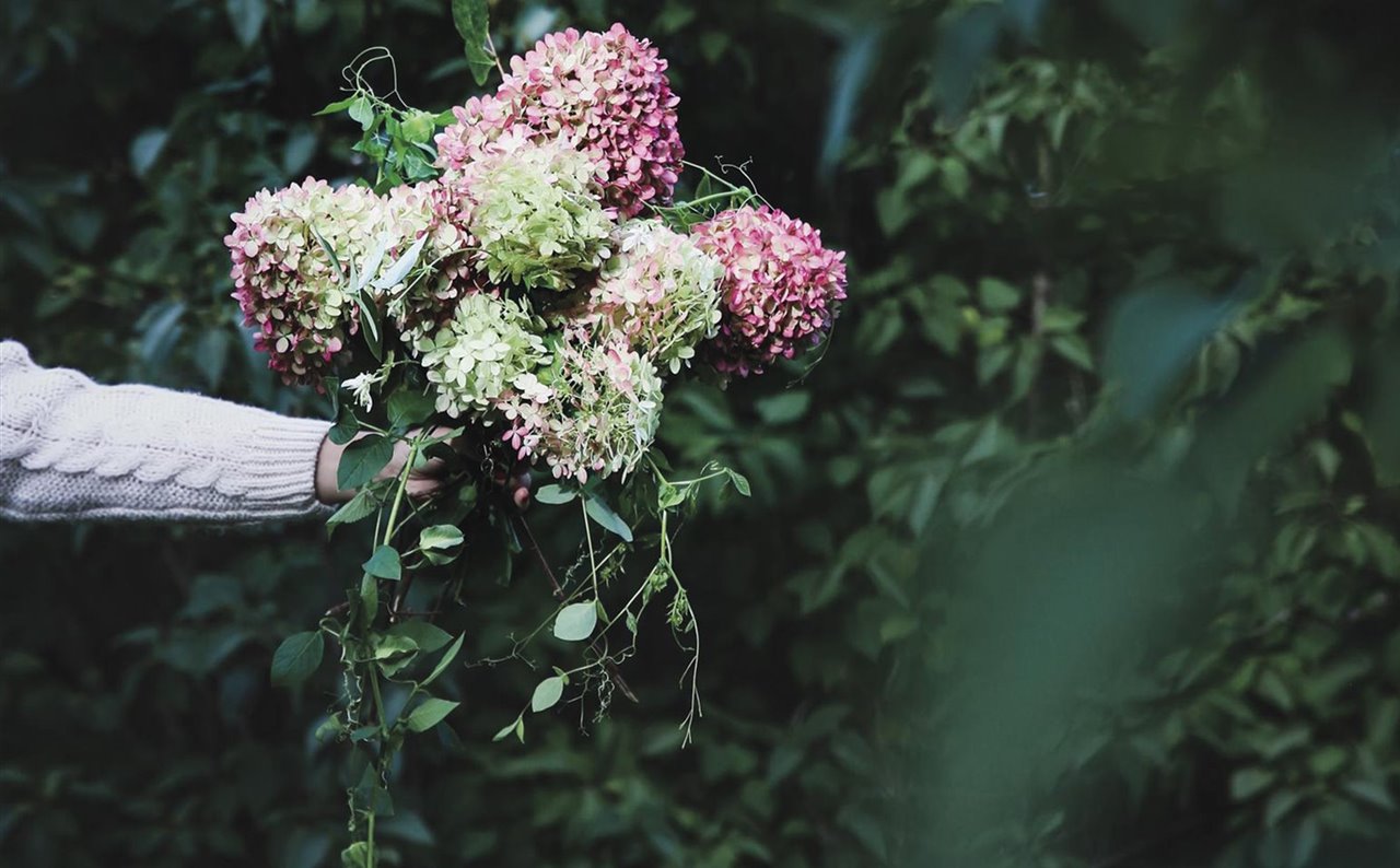 Cómo cuidar tus hortensias y potenciar su color