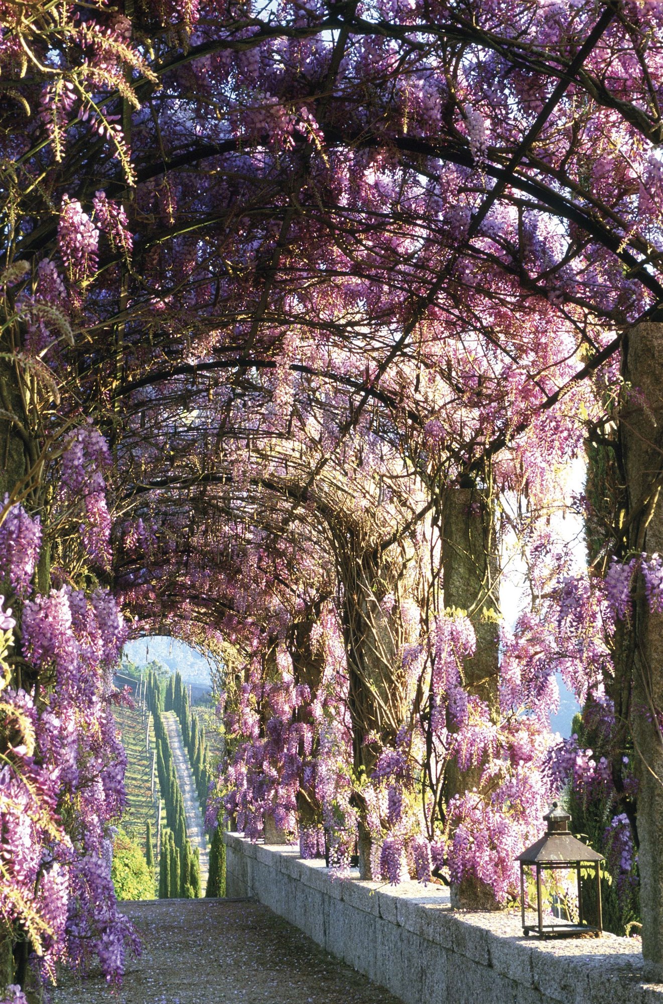 jardín con arco de flores lila en el pazo de pegullal