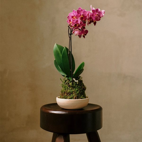 Orquidea en kokedama