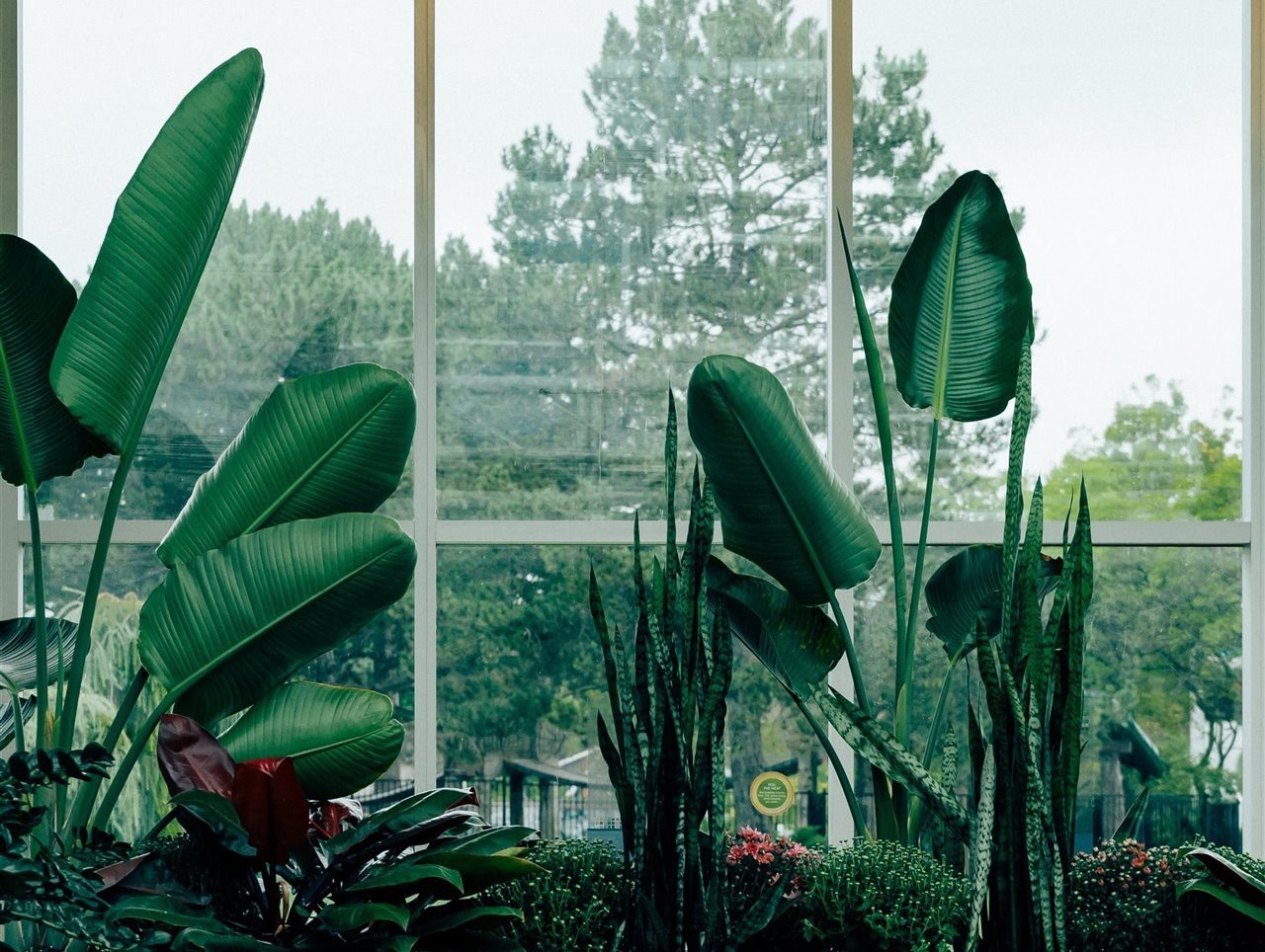 Plantas de interior