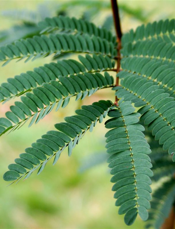 Los árboles que menos trabajo requieren y son perfectos para tu jardín