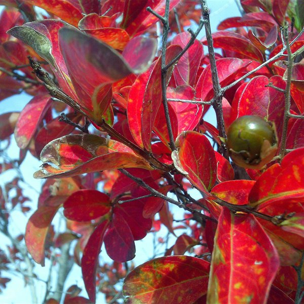 Los árboles que menos trabajo requieren y son perfectos para tu jardín