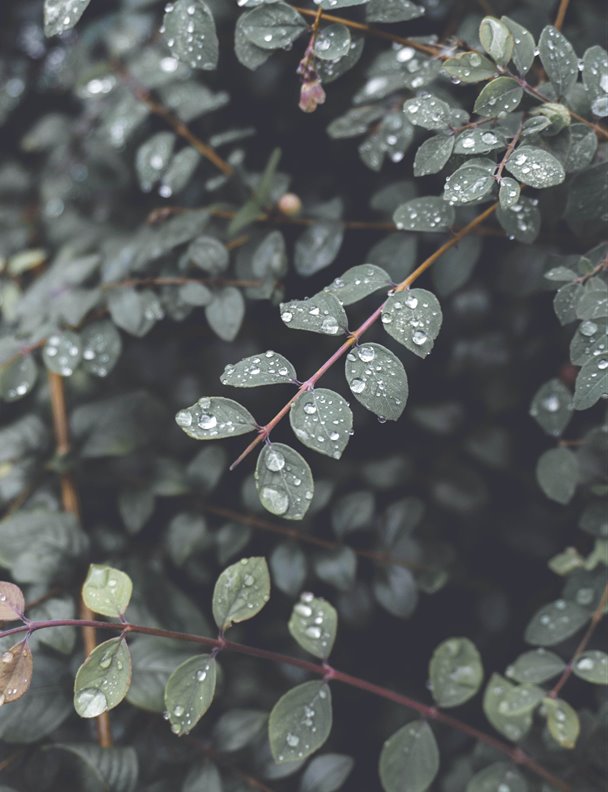 ¿Cómo podemos aprovechar el agua de lluvia? Un maná caído del cielo