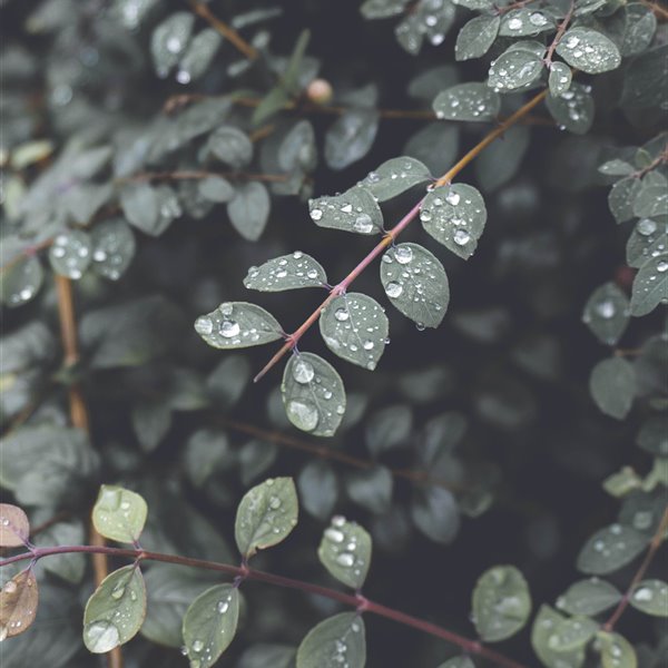 hojas con gotas de lluvia