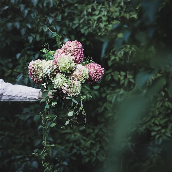 Cómo cuidar tus hortensias y potenciar su color 