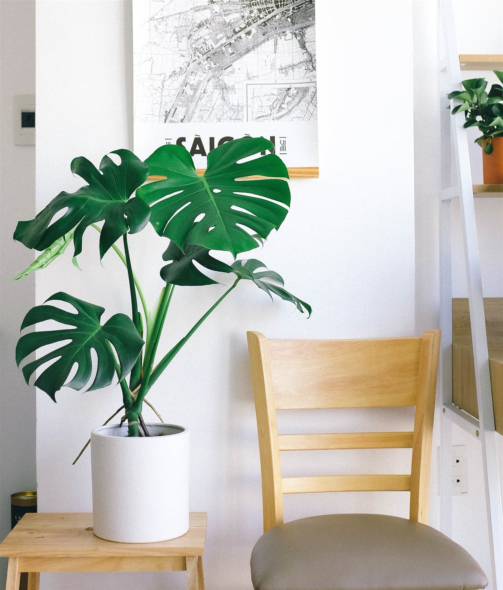 monstera deliciosa
