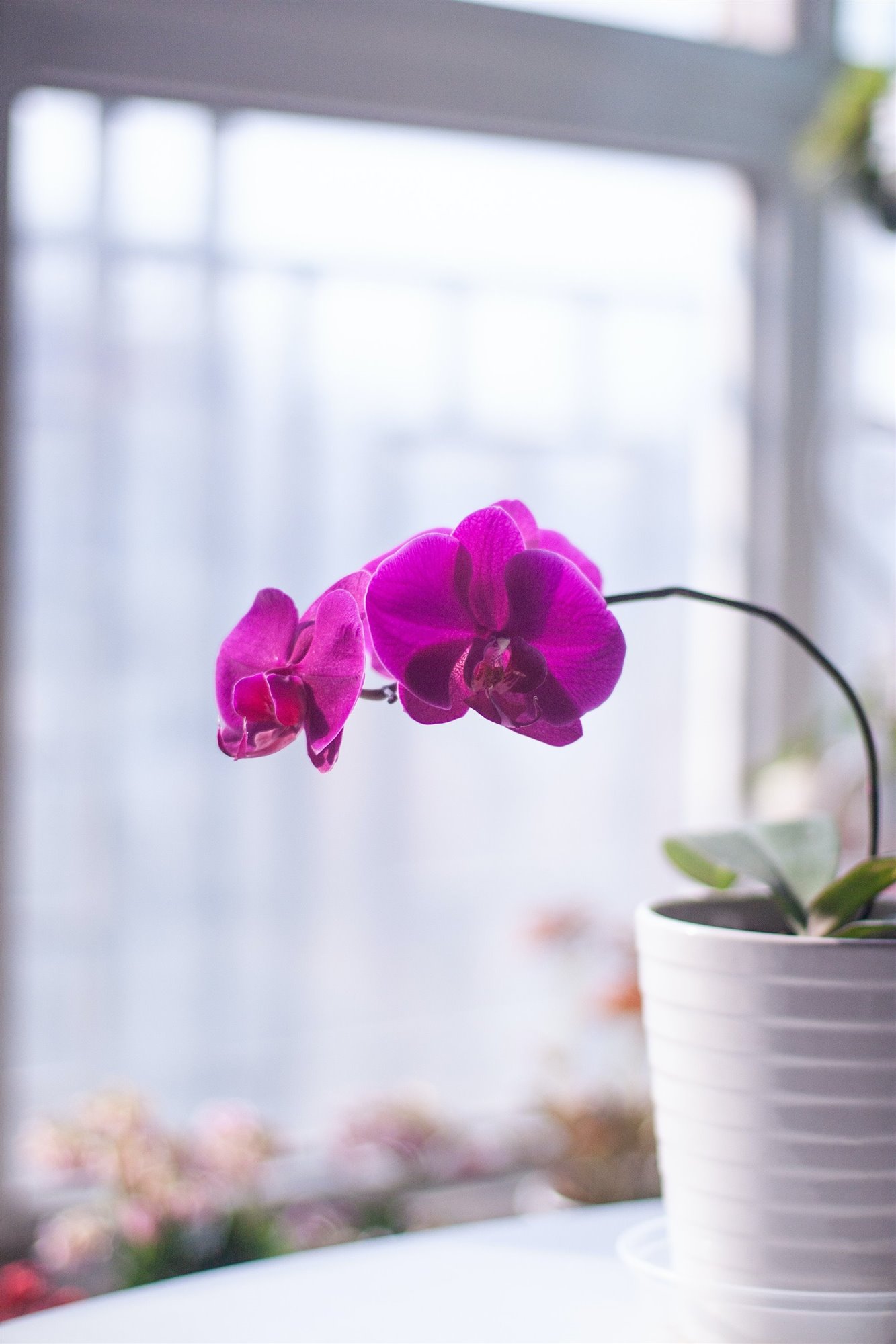 Orquídea