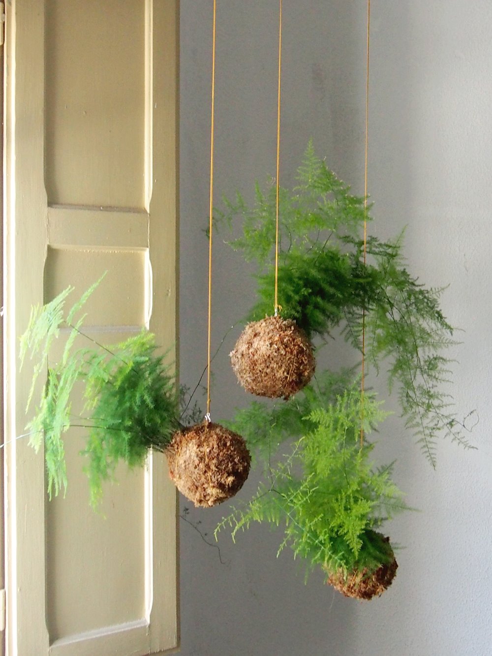 Este año repite la kokedama, la técnica que permite a una planta vivir en una bola de musgo sn necesidad de maceta. 