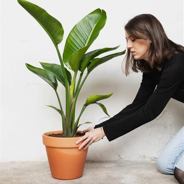 Lengua de suegra o sansevieria: ¿Por qué es la planta de moda?