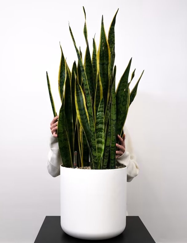 La planta que Zara puso de moda en sus tiendas es una de las más buscadas