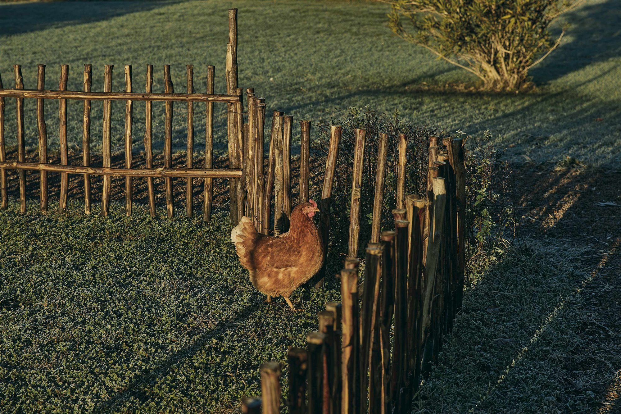 Treviso Metamorphosi104 gallina