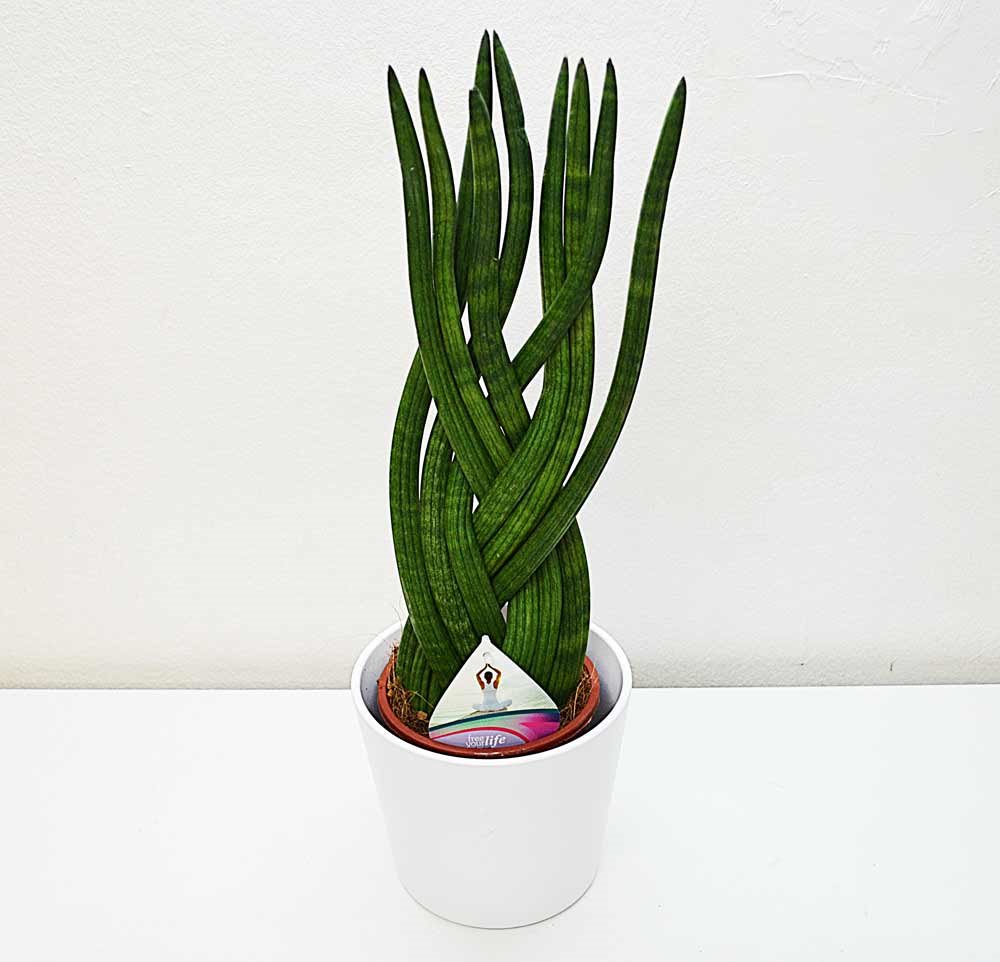 La sansevieria cylindrica trenzada, un modelo más sofisticado, pero con las mismas cualidades de belleza y robustez. 