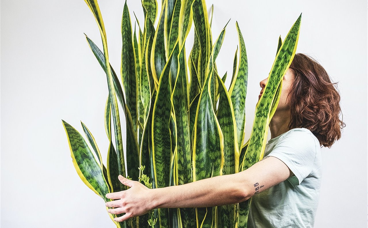 Sansevieria, lengua de suegra o lengua de gato, la planta de moda.