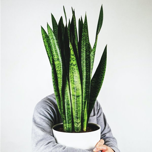 Lengua de suegra o sansevieria: ¿Por qué es la planta de moda? 