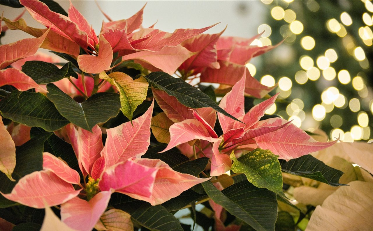 No solo existe la Flor de Pascua en Navidad