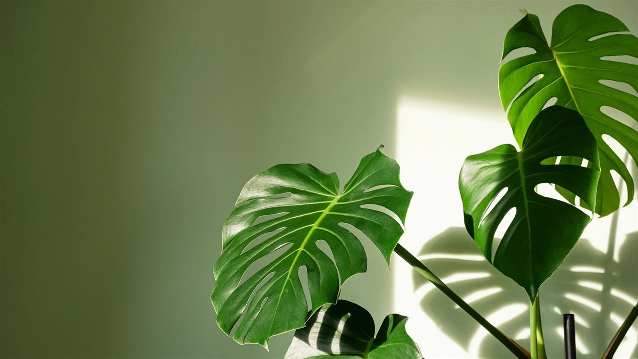Monstera Deliciosa